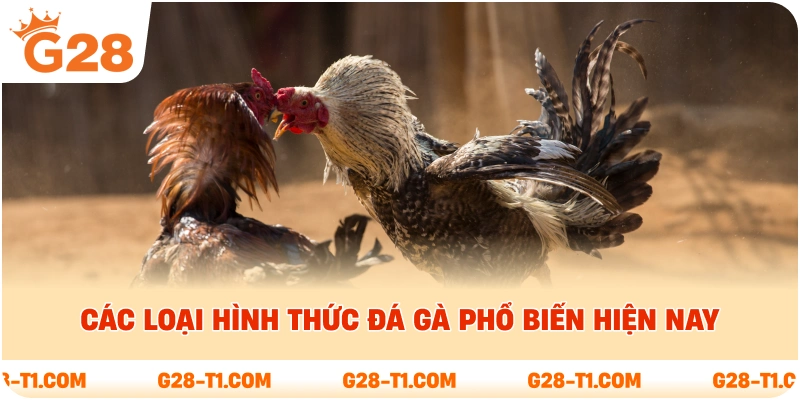 Các loại hình thức đá gà phổ biến hiện nay